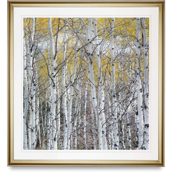 Loon Peak® Art Wall Colorado Rocky Mountain Aspen Tree Framed On Canvas Print Wayfair